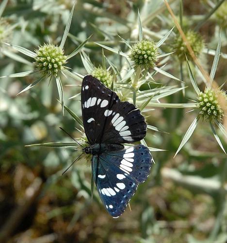 Réf. 39 661 : Limenitis reducta