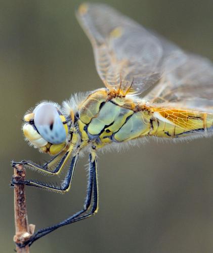 Réf. 39 177 : Sympetrum fonscolombii