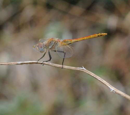 Réf. 39 228 : Sympetrum fonscolombii