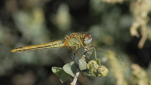 Sympetrum fonscolombii