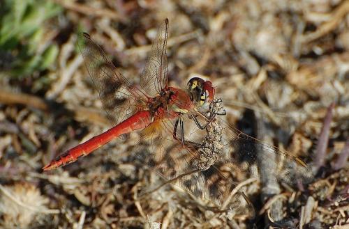 Sympetrum fonscolombii