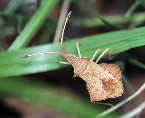Syromastus rhombeus