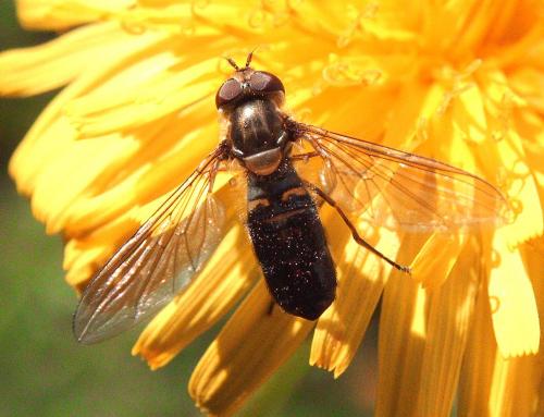 Episyrphus balteatus
