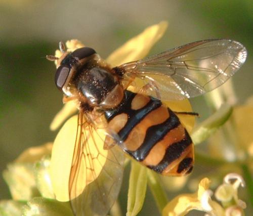 Réf. 39 503 : Eupeodes latifasciatus