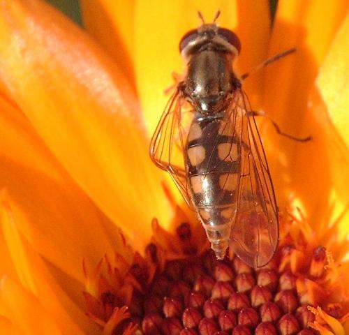 Réf. 39 502 : Platycheirus sp.