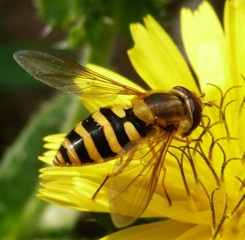 Réf. 39 064 : Syrphus ribesii