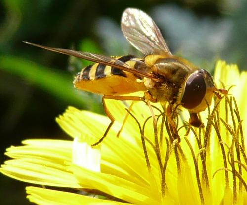 Réf. 39 063 : Syrphus ribesii