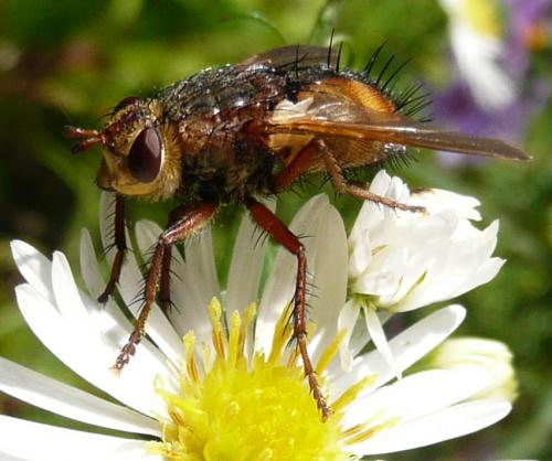 Tachina fera
