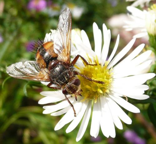 Tachina fera