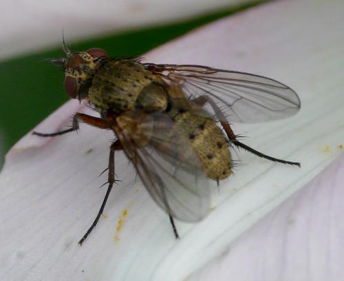 Siphona sp.