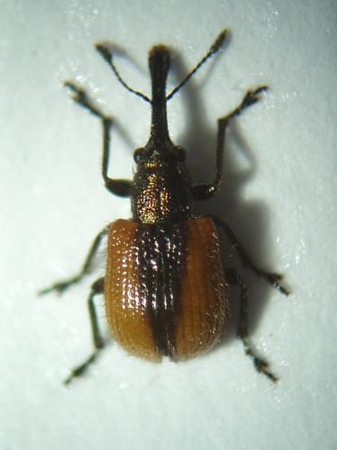 Tatianaerhynchites aequatus