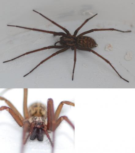 Tegenaria sp.