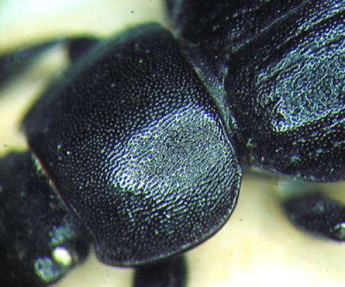 Heliopates luctuosus