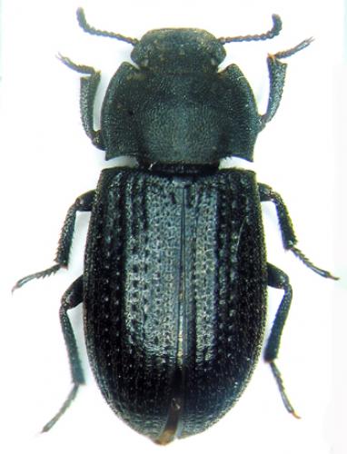 Réf. 39 596 : Gonocephalum granulatum nigrum