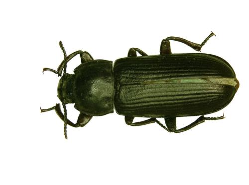 Tenebrio molitor