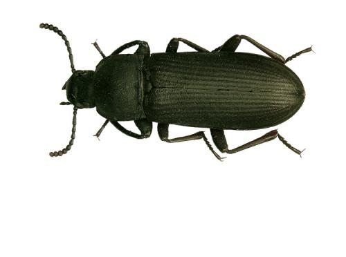 Tenebrio obscurus