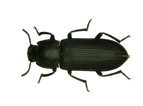 Réf. 39 976 : Tenebrio opacus
