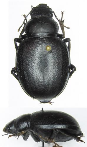 Réf. 39 276 : Pimelia cordata