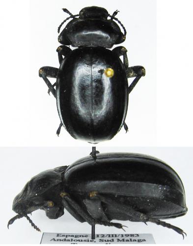 Morica planata