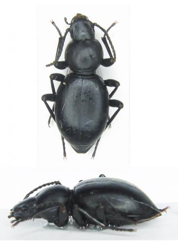Tentyria pseudolaevis