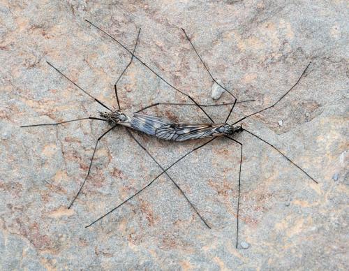 Tipula sp.