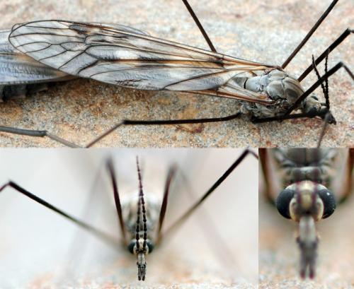 Réf. 39 915 : Tipula sp.