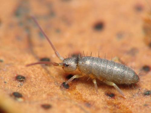 Pogonognathellus flavescens