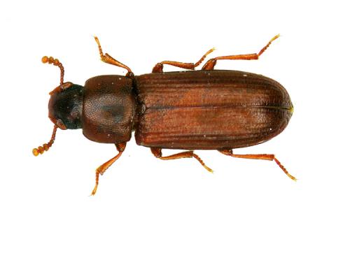 Réf. 39 977 : Tribolium castaneum