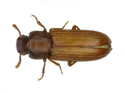 Réf. 39 979 : Tribolium confusum
