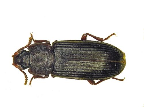 Tribolium destructor