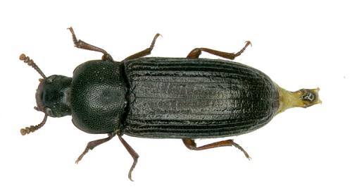 Réf. 39 980 : Tribolium madens