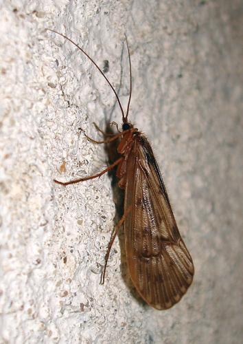 Réf. 39 416 : Halesus sp.