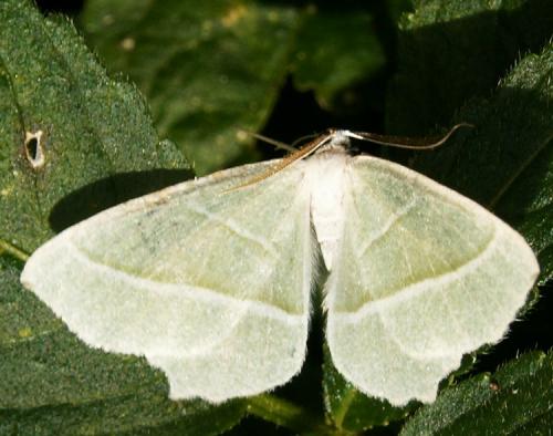 Campaea margaritaria