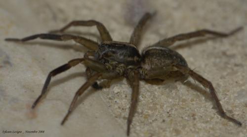 Réf. 39 388 : Trochosa ruricola
