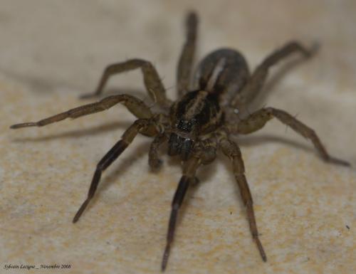 Réf. 39 390 : Trochosa ruricola