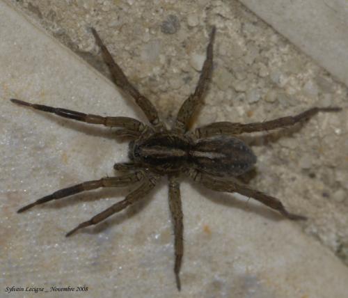 Réf. 39 389 : Trochosa ruricola
