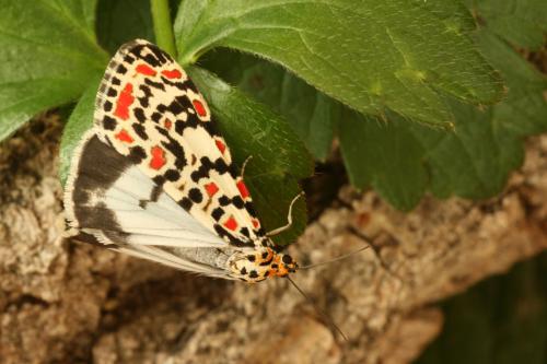 Réf. 39 822 : Utetheisa pulchella