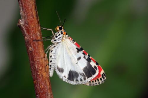 Réf. 39 932 : Utetheisa pulchella