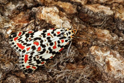 Réf. 39 823 : Utetheisa pulchella