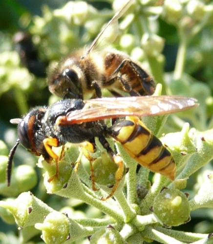 Philanthus triangulum