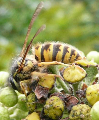 Réf. 39 093 : Vespula vulgaris