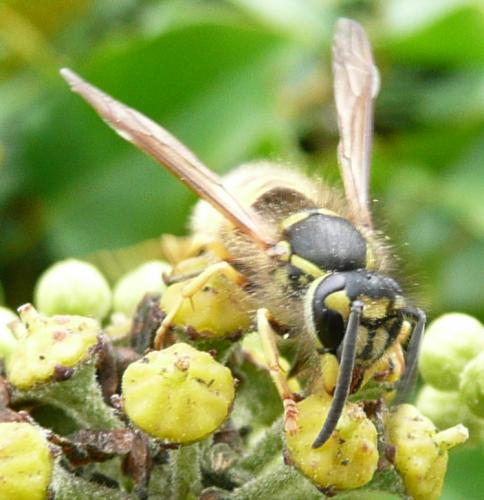 Réf. 39 096 : Vespula vulgaris