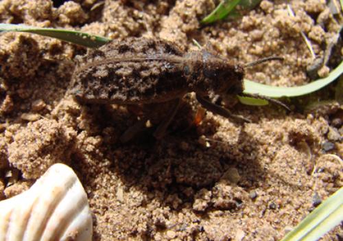 Vieta senegalensis