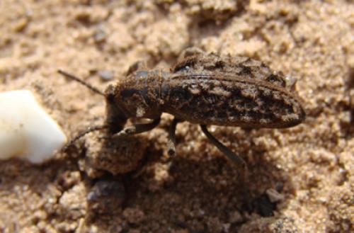 Réf. 39 787 : Vieta senegalensis