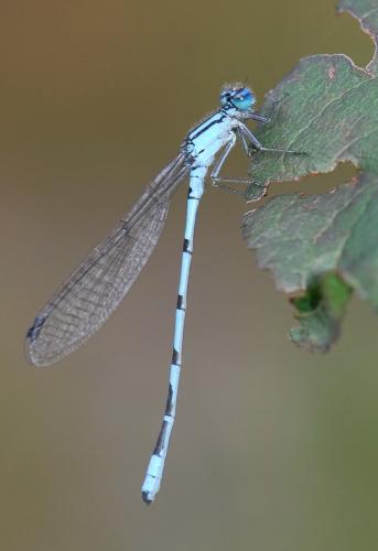 Enallagma cyathigerum