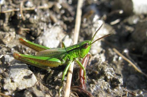 Euthystira brachyptera