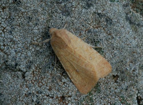 Xanthia sp.
