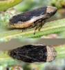 Philaenus spumarius