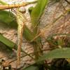 Sympetrum fonscolombii