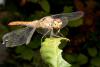 Sympetrum sanguineum